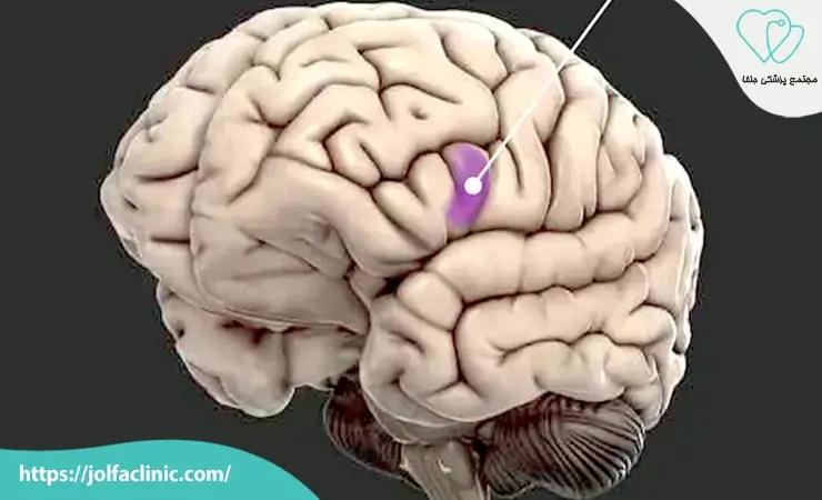 ناحیه بروکا